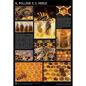 Poster fotografico il polline e il miele cm. 60x90